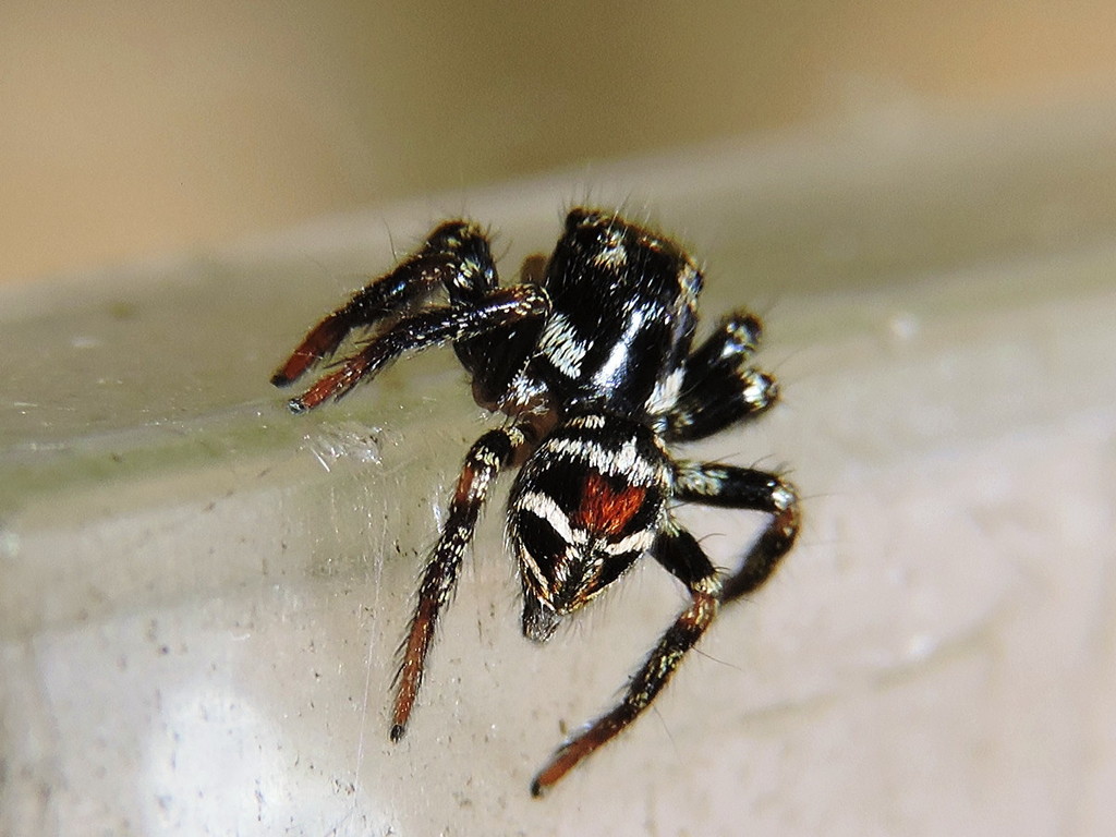 Corythalia opima