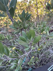 Comarostaphylis diversifolia planifolia