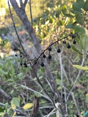 Comarostaphylis diversifolia planifolia