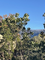 Comarostaphylis diversifolia planifolia