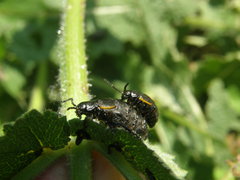 Arima marginata