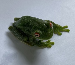 Aplastodiscus leucopygius