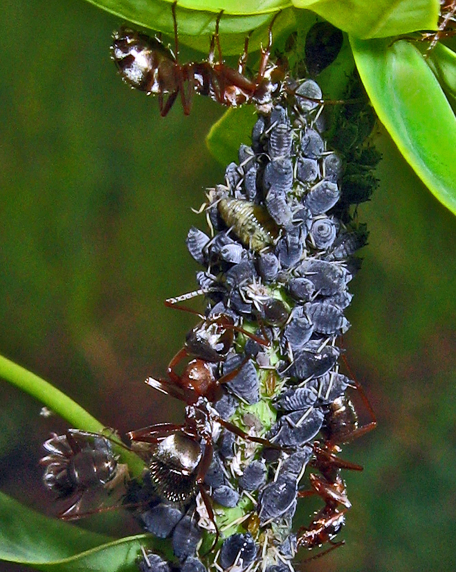 Spurge Aphid