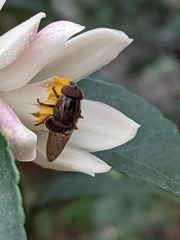 Copestylum chalybescens