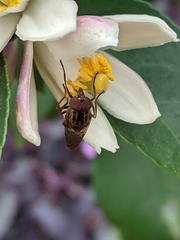 Copestylum chalybescens