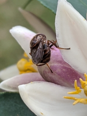 Copestylum chalybescens