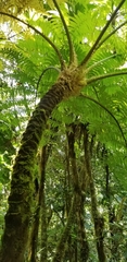 Cyathea arborea