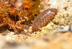 Chaetophiloscia cellaria