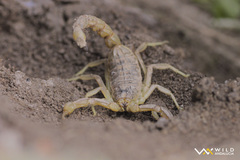 Occitanus