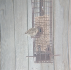 Haemorhous mexicanus