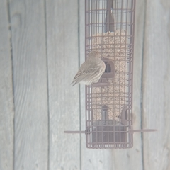 Haemorhous mexicanus