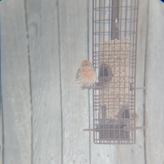 Haemorhous mexicanus