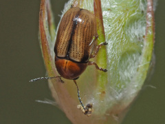 Cryptocephalus fulvus