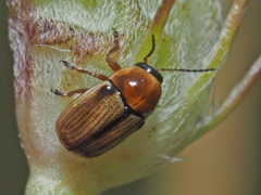 Cryptocephalus fulvus