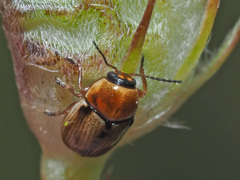 Cryptocephalus fulvus