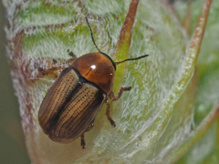 Cryptocephalus fulvus