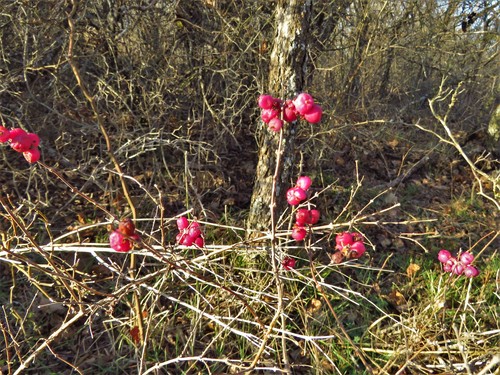 coralberry (Symphoricarpos orbiculatus)