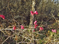 Symphoricarpos orbiculatus