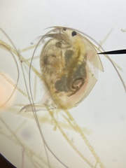 Picripleuroxus denticulatus