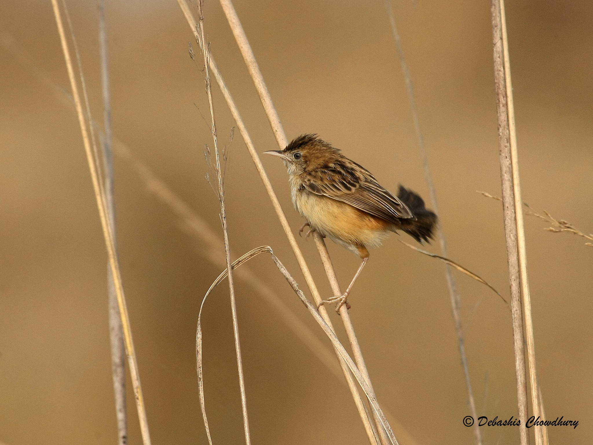 Zitting Cisticola