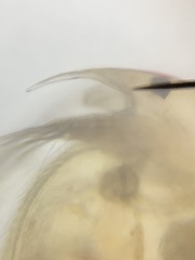 Picripleuroxus denticulatus