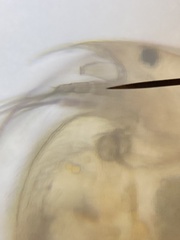 Picripleuroxus denticulatus