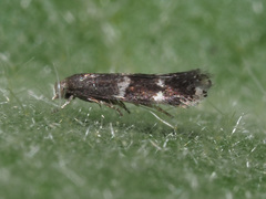 Elachista freyerella