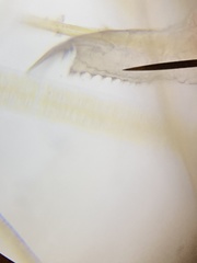 Picripleuroxus denticulatus