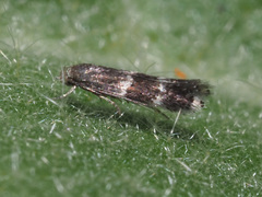 Elachista freyerella