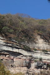 Agave vilmoriniana