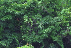 Dalbergia obovata