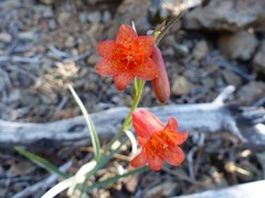 Fritillaria recurva
