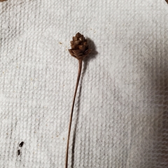 Xyris caroliniana