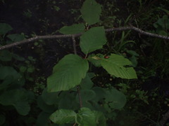 Chrysomela mainensis