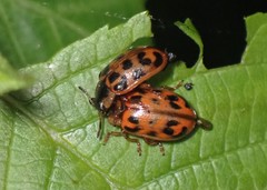 Chrysomela mainensis