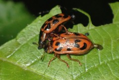 Chrysomela mainensis