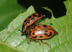 Chrysomela mainensis