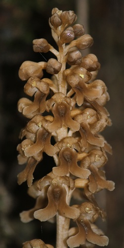 bird's-nest orchid