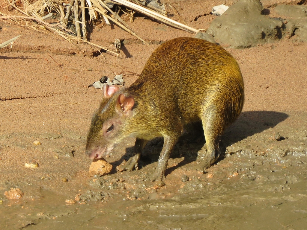Brown Agouti