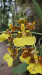 Trichocentrum bicallosum