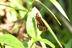 Synapte salenus