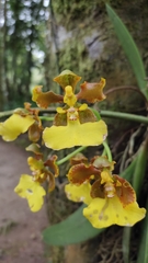 Trichocentrum bicallosum