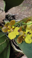 Trichocentrum bicallosum