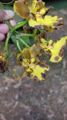 Trichocentrum bicallosum