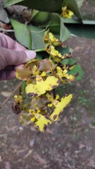 Trichocentrum bicallosum