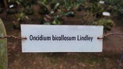 Trichocentrum bicallosum