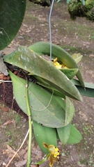 Trichocentrum bicallosum