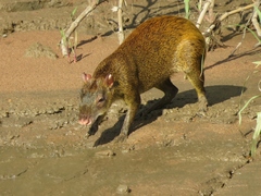 Dasyprocta variegata