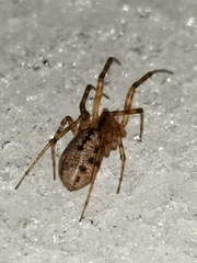 Stemonyphantes lineatus