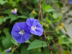 Jacquemontia pentanthos